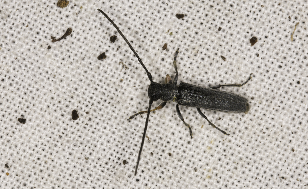 Phytoecia cylindrica - medvelapucincér