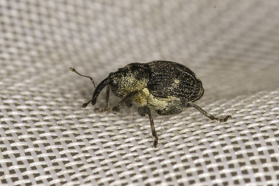 Nedyus quadrimaculatus - közönséges csalánormányos