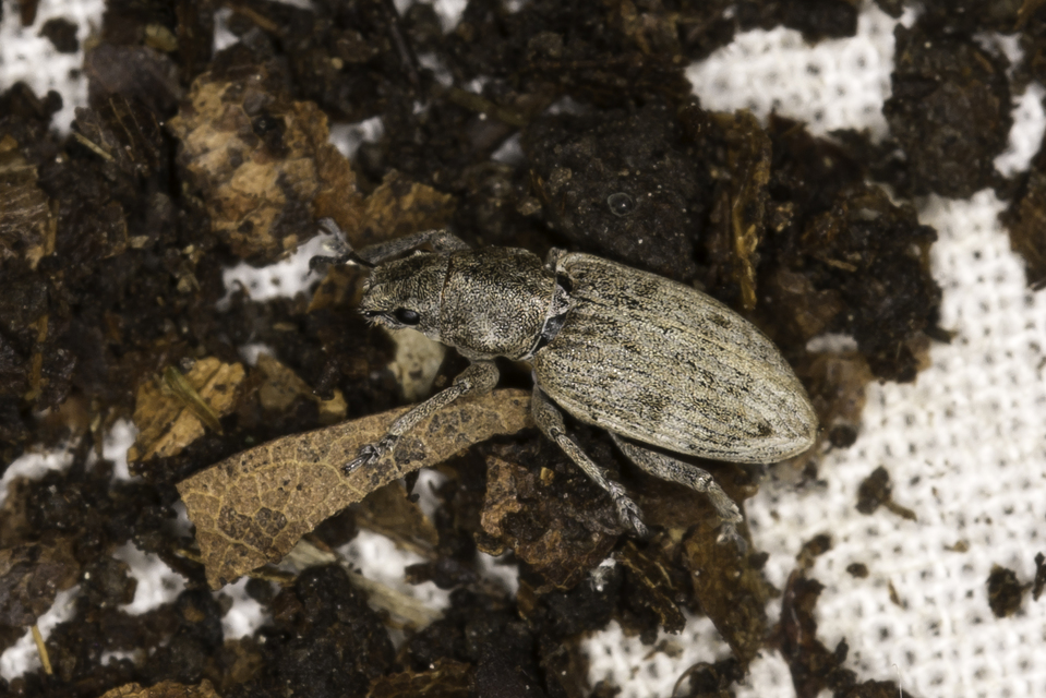 Tanymecus dilaticollis - kukorica-hegyesfarúbarkó