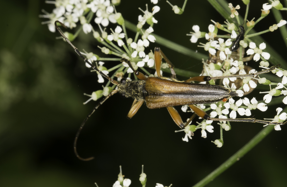 Stenocorus meridianus - fűz-gyökércincér