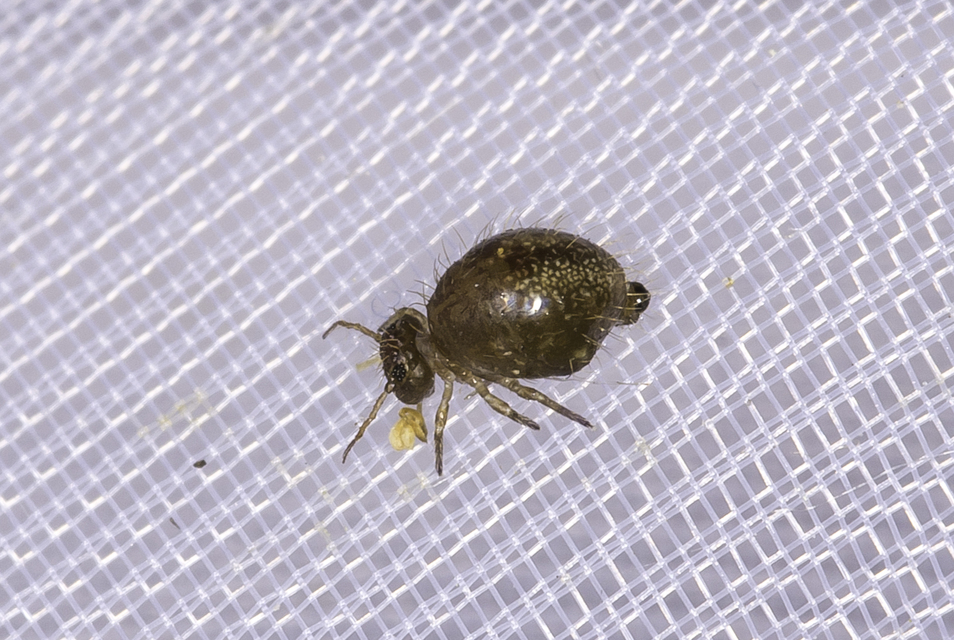 Collembola - Ugróvillások