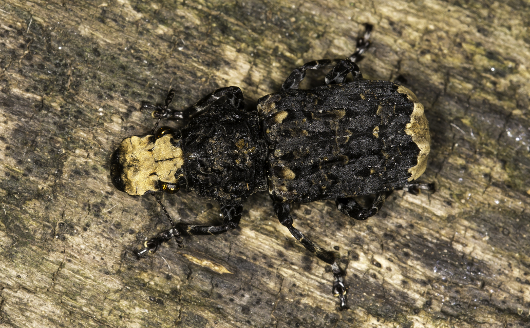 Platyrhinus resinosus - nagy orrosbogár