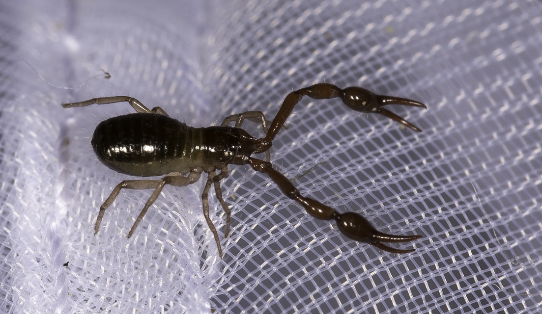 Pseudoscorpionida - Álskorpiók