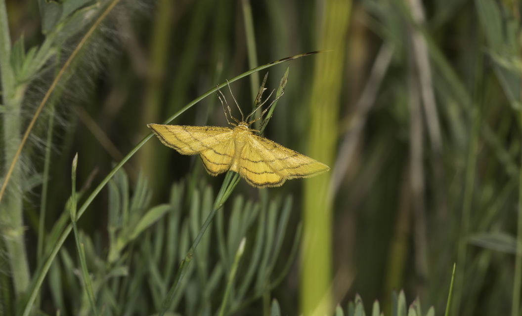 aranyos sávosaraszoló - Idaea aureolaria