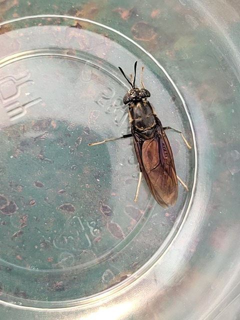 Hermetia illucens