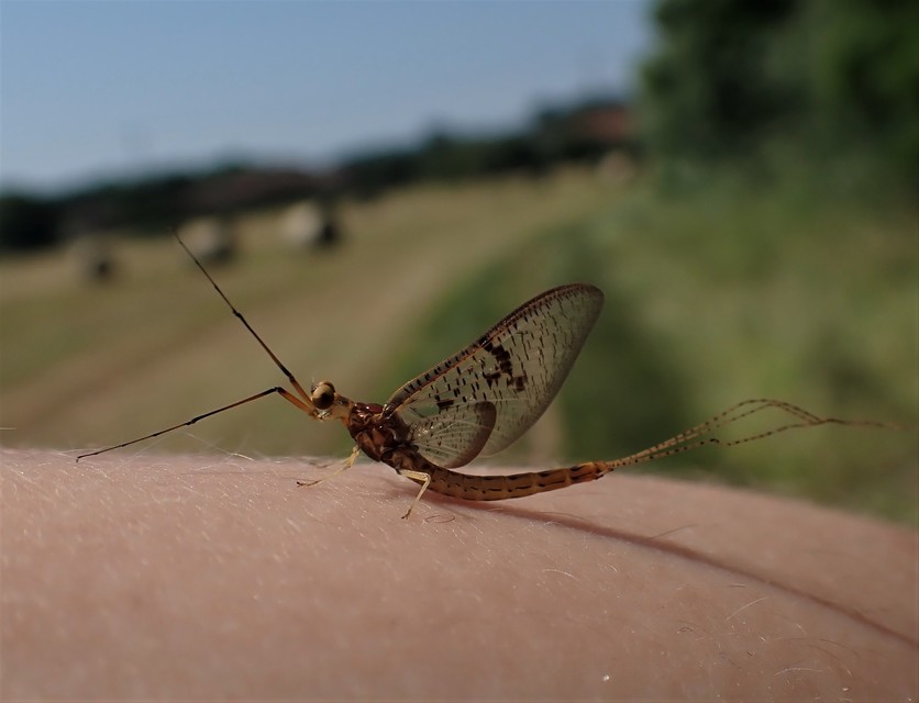 Ephemera glaucops