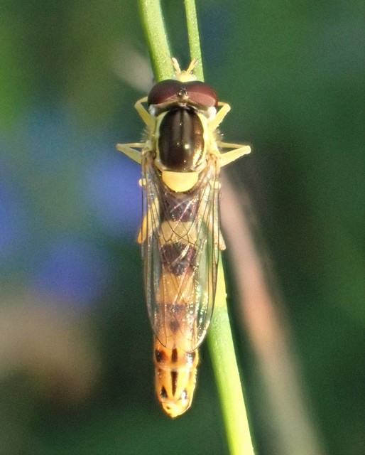 Sphaerophoria