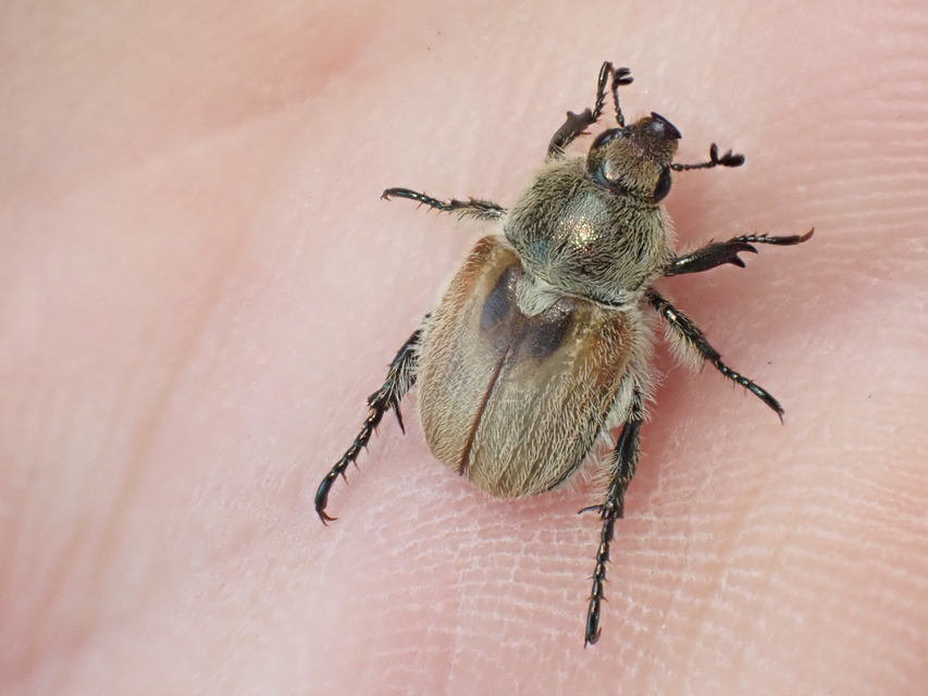 Chaetopteroplia segetum - rozsszipoly