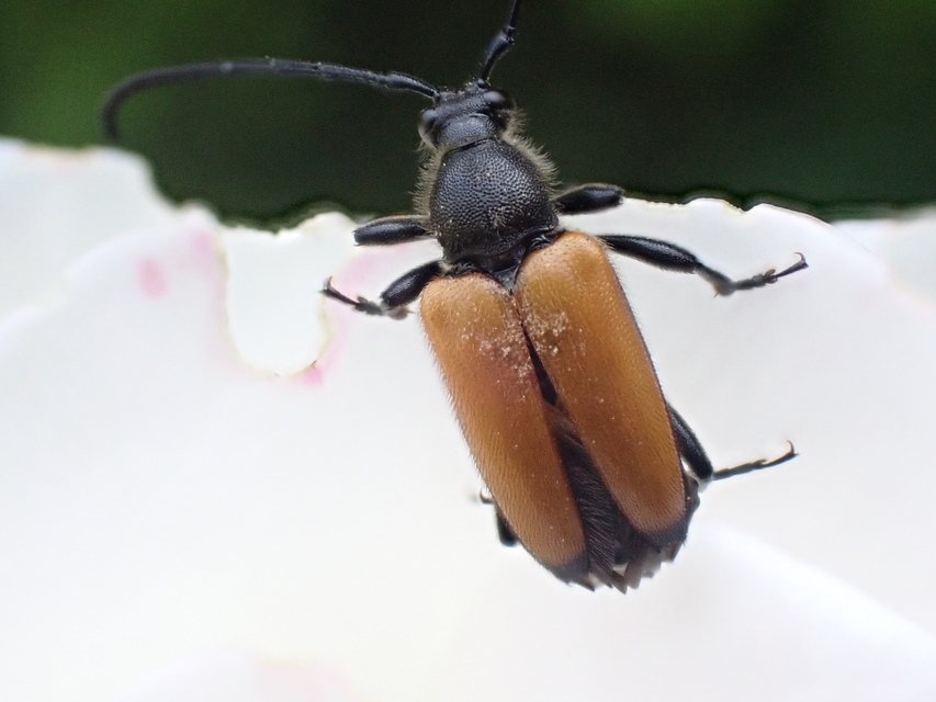 Stictoleptura fulva - vörhenyes virágcincér
