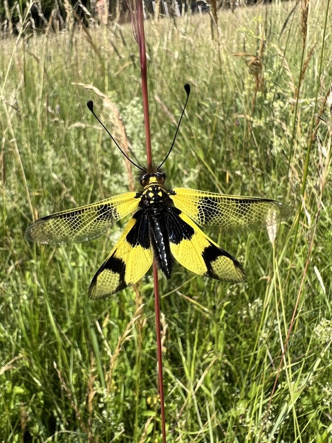 Libelloides macaronius - keleti rablópille