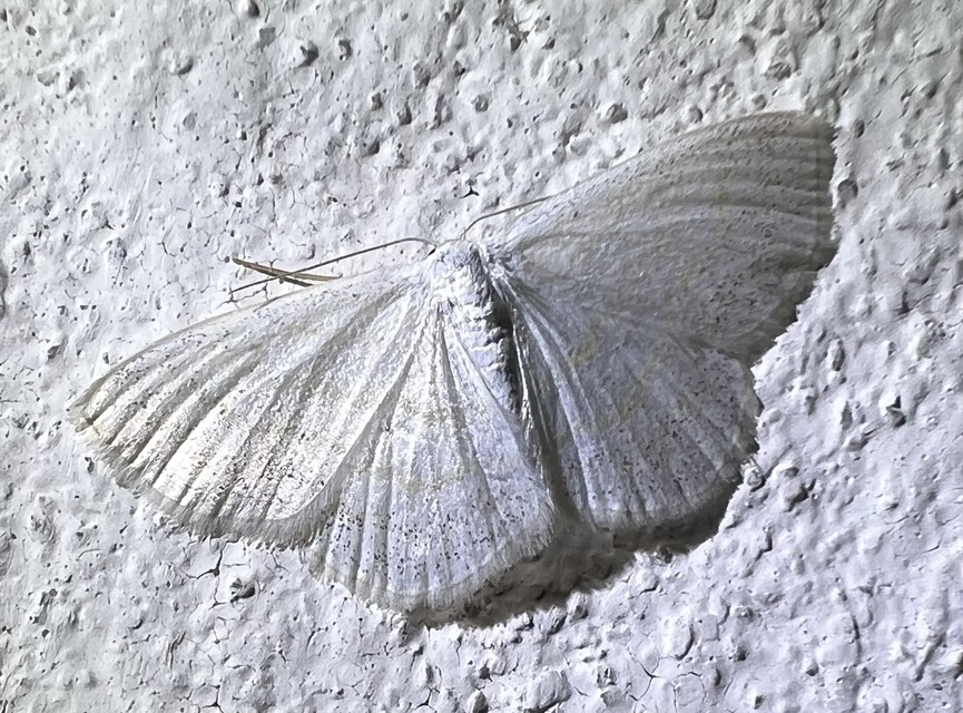 Scopula immutata - réti fehéraraszoló