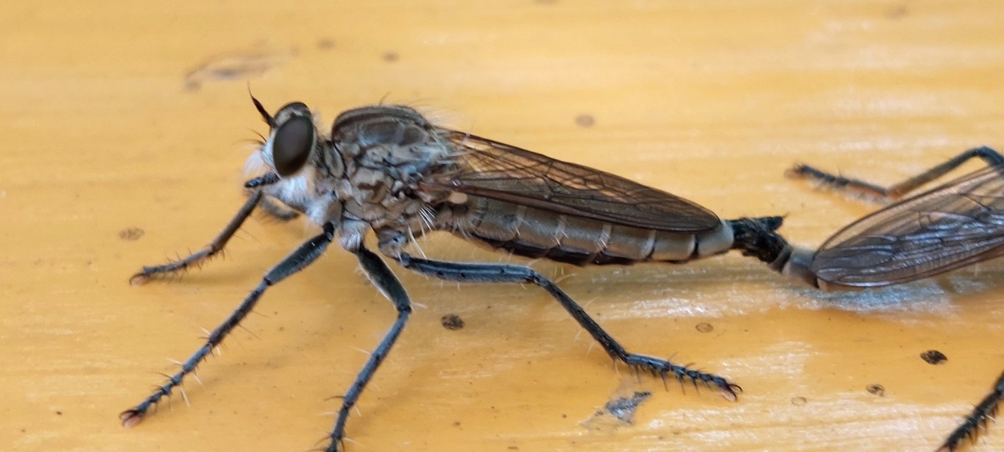 Philonicus albiceps