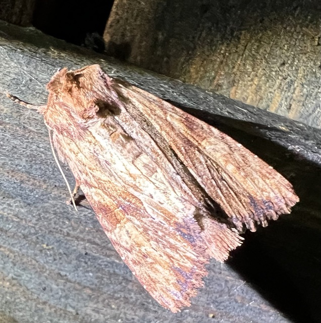 Apamea sublustris - sárgás dudvabagoly