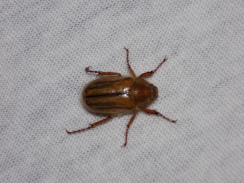 Amphimallon solstitiale - bordás sárgacserebogár