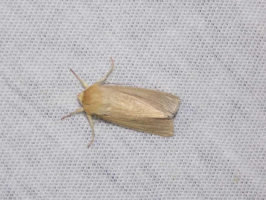 sápadt rétibagoly - Mythimna pallens