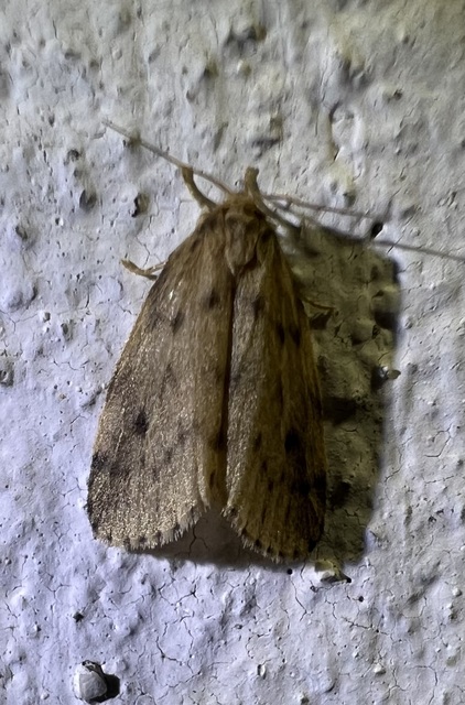 Thumata senex - mocsári medvelepke