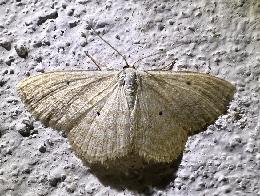 Scopula immutata - réti fehéraraszoló