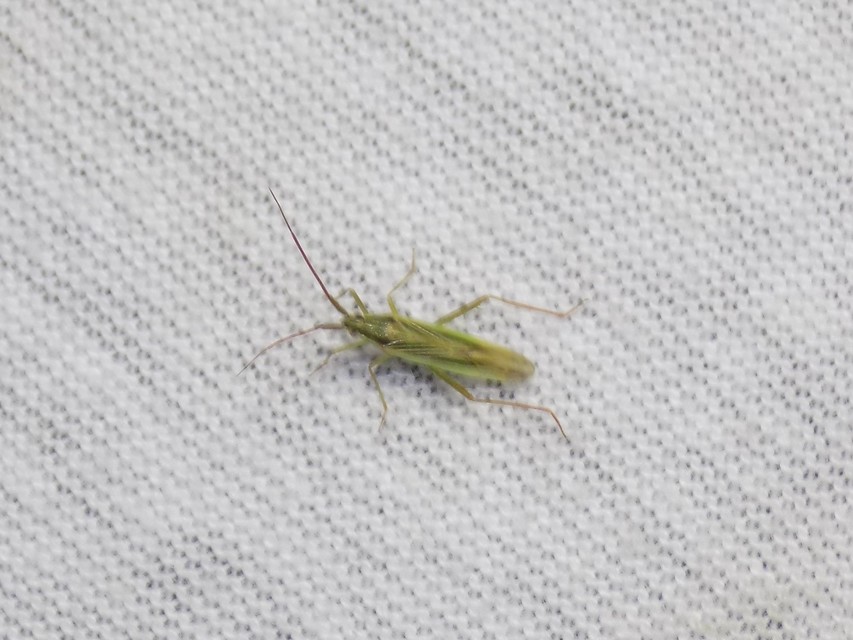 Stenodema calcarata - sarkantyús mezeipoloska