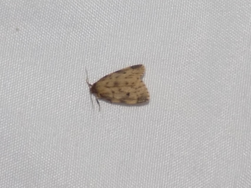Thumata senex - mocsári medvelepke