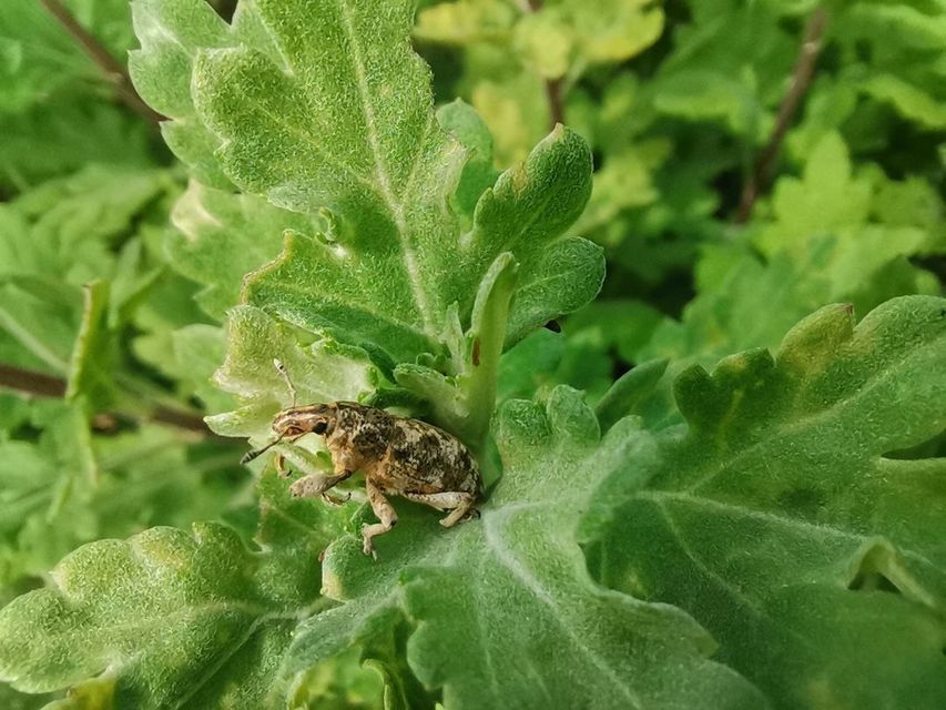Cyphocleonus dealbatus - márványos barkó