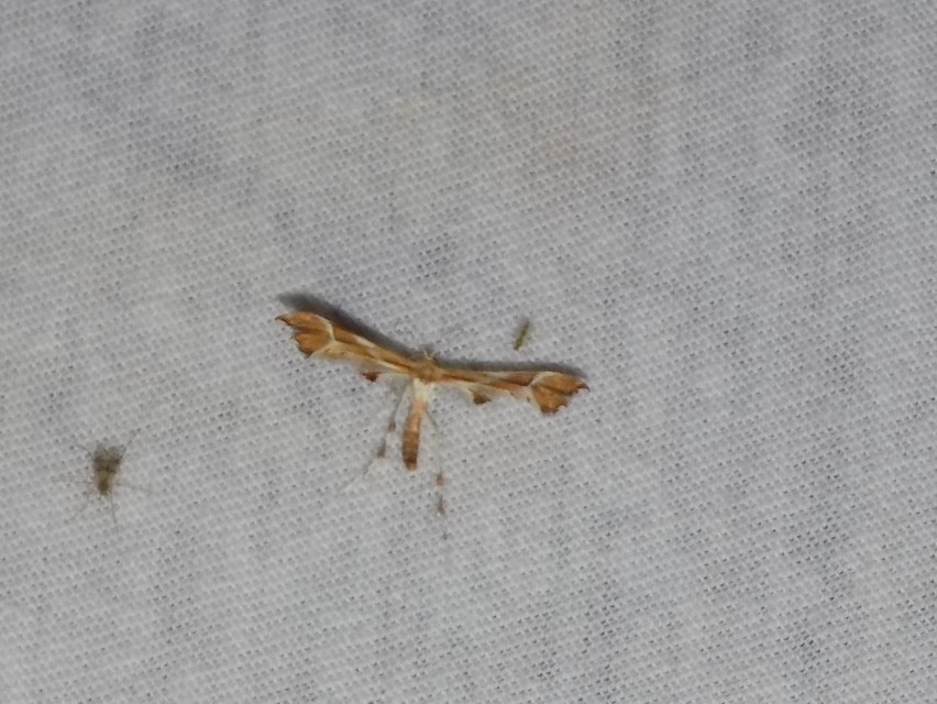 Cnaemidophorus rhododactyla - rózsabogyó-tollasmoly