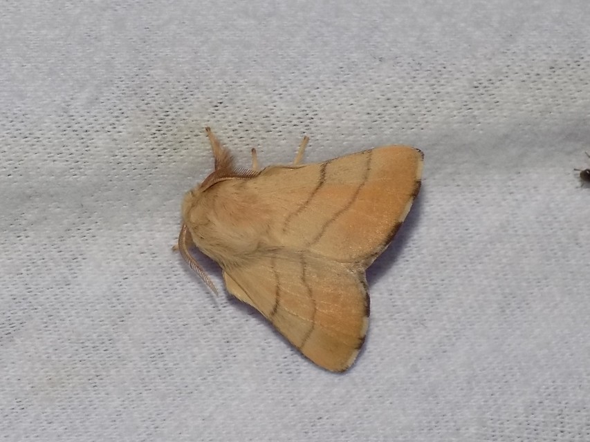 gyűrűsszövő - Malacosoma neustria