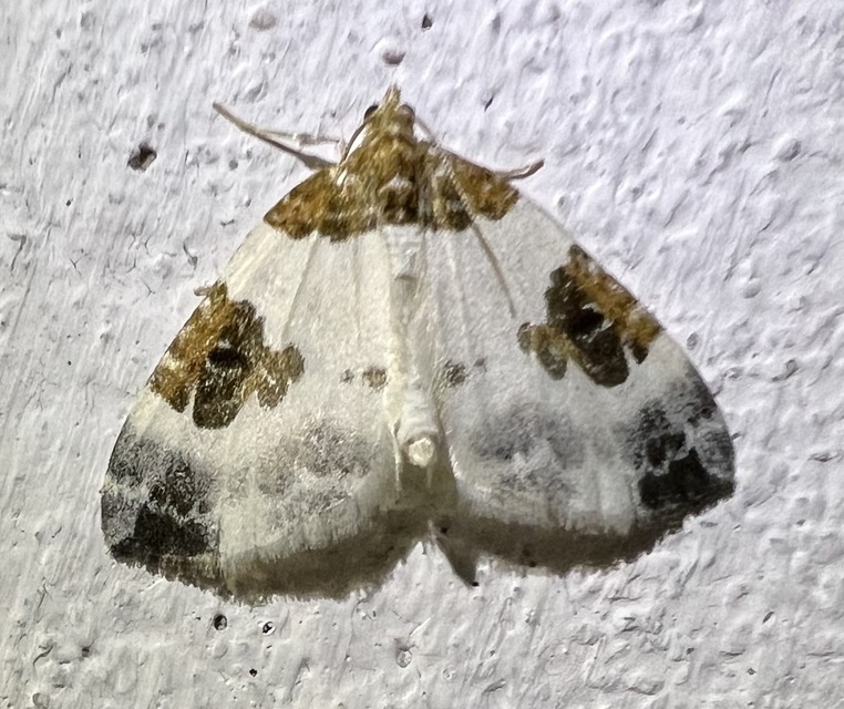 Plemyria rubiginata - barnafoltos fehéraraszoló