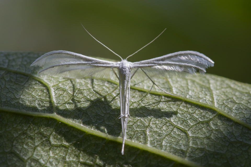 Pterophorus pentadactyla - fehér tollasmoly