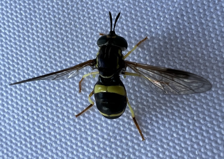 Chrysotoxum bicinctum - kétpántos öveslégy