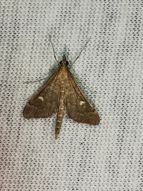 Dolicharthria punctalis - hosszúlábú tűzmoly
