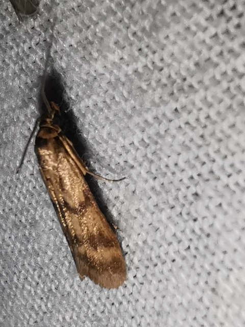Homoeosoma sinuella - agyagsárga karcsúmoly