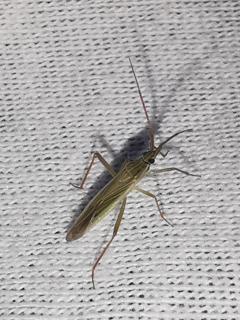 Stenodema