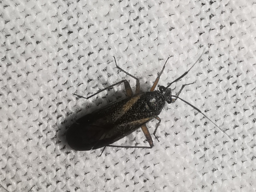 Orthocephalus vittipennis - hamvas ugrópoloska