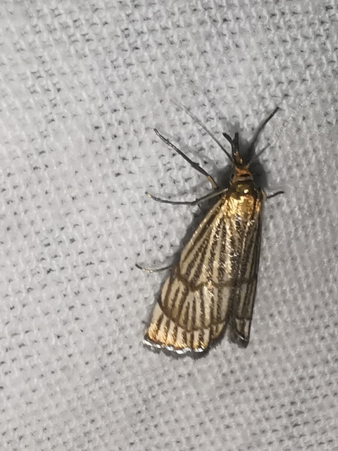 Chrysocrambus linetella - déli fűgyökérmoly