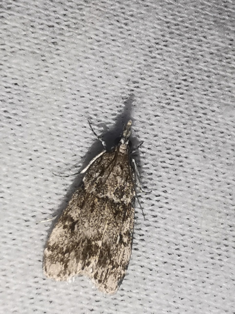 Scoparia