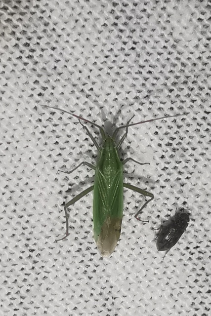 Stenodema calcarata - sarkantyús mezeipoloska