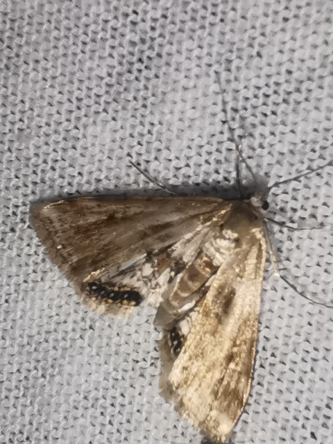 Cataclysta lemnata - békalencsemoly