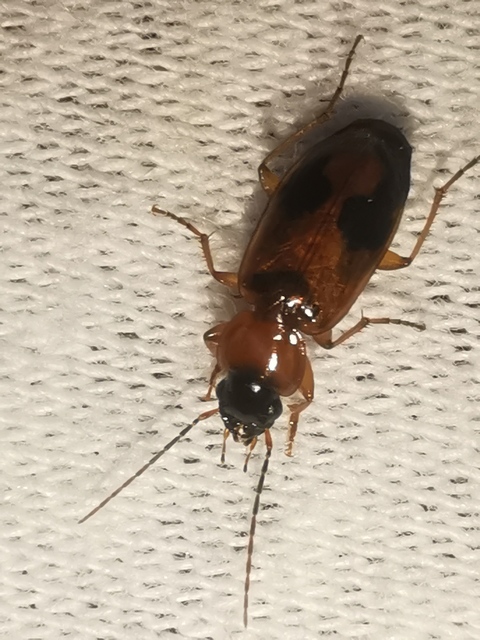Badister meridionalis - közönséges posványfutonc