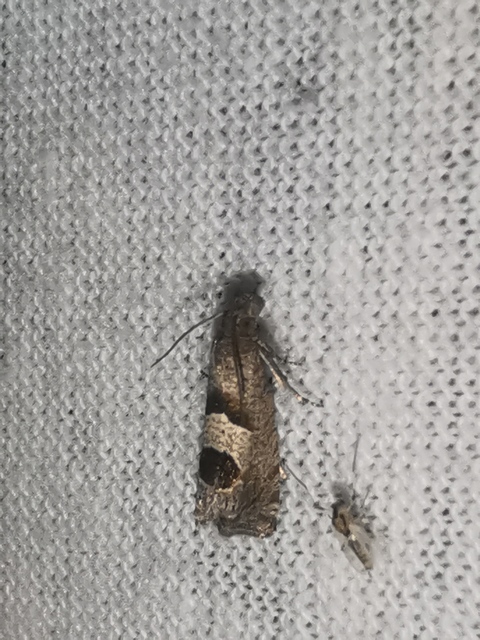 Epiblema junctana - turjáni tükrösmoly