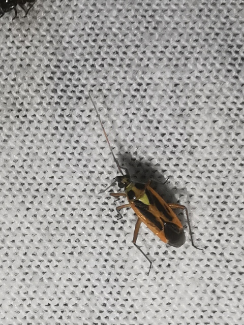 Stenotus binotatus - kétfoltos mezeipoloska