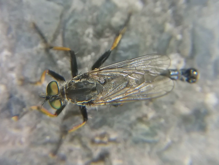 Neoitamus