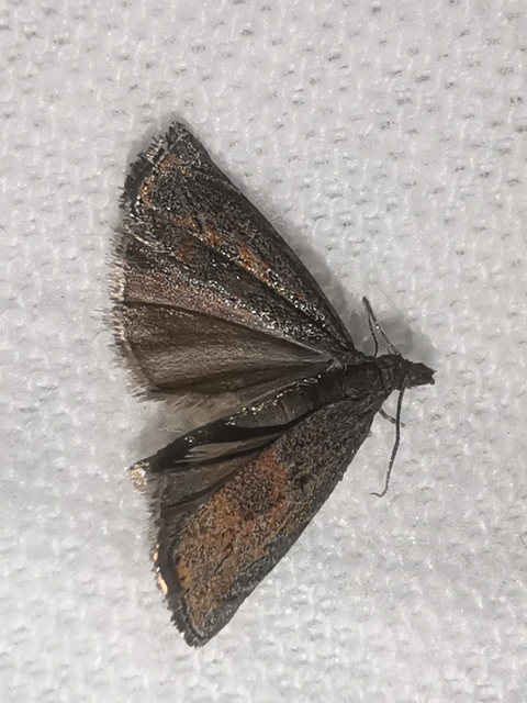 Platytes cerussella - törpe fűgyökérmoly