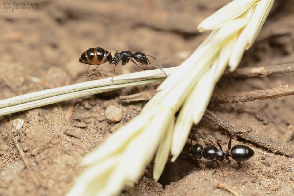Camponotus piceus - szurkos lóhangya