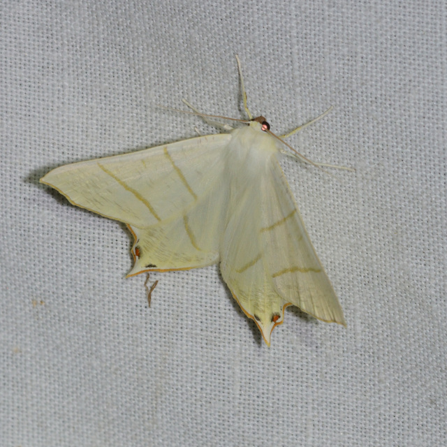 Ourapteryx sambucaria - fecskefarkú araszoló
