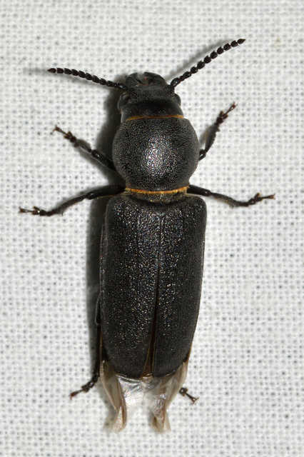 Spondylis buprestoides - erdei félcincér