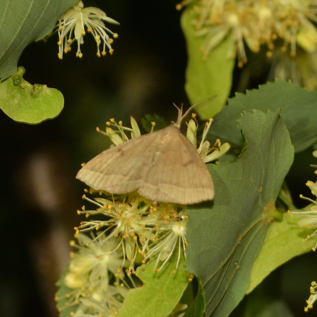Pechipogo plumigeralis - tollascsápú karcsúbagoly