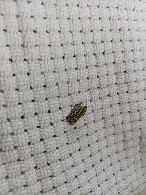 Emmelia trabealis - zebrabagoly