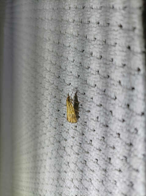 Chrysocrambus linetella - déli fűgyökérmoly