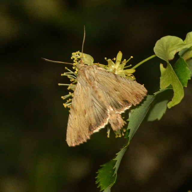 Apamea lithoxylaea - fakó dudvabagoly