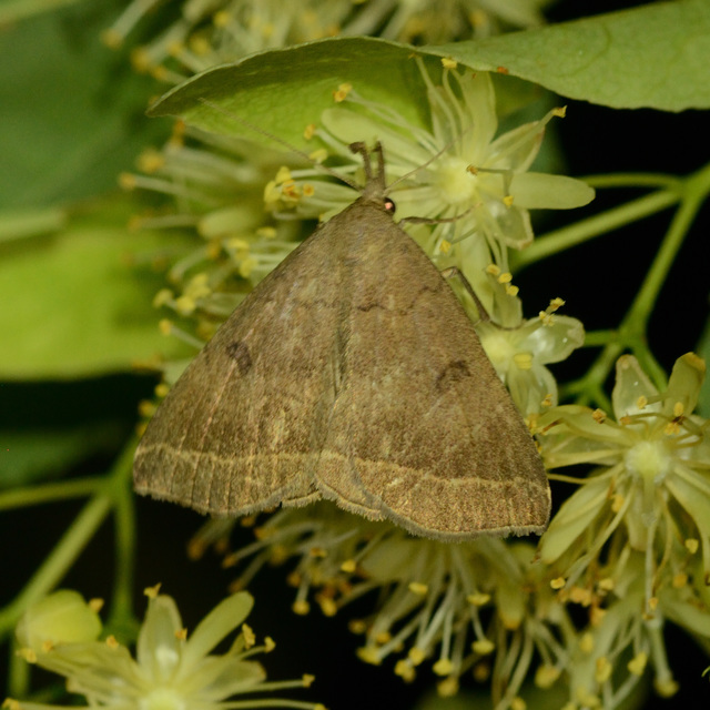 Pechipogo plumigeralis - tollascsápú karcsúbagoly